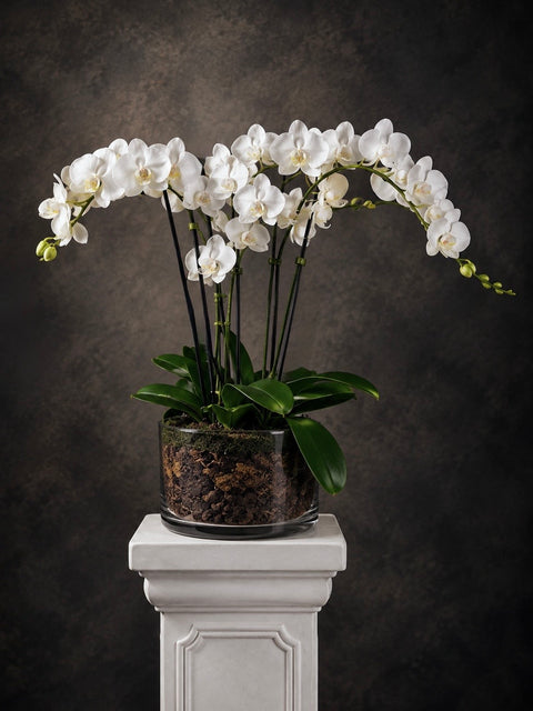 A potted white Phalaenopsis orchid arrangement with green leaves in a clear glass pot filled with bark, displayed on a white pedestal against a dark textured studio background.