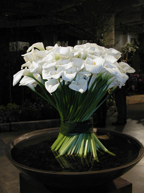 A large bouquet of white calla lilies with long green stems arranged in a dark round planter filled with water, photographed in a dim indoor setting.