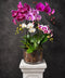 Multicoloured Luxury Potted Phalaenopsis Orchid in pink, purple, fuschia and white