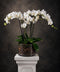 A potted white Phalaenopsis orchid arrangement with green leaves in a clear glass pot filled with bark, displayed on a white pedestal against a dark textured studio background.