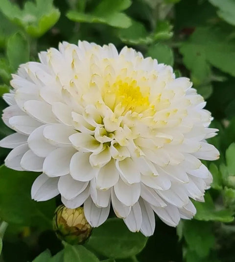 White Chrysanthemum flower with a yellow center on a green background