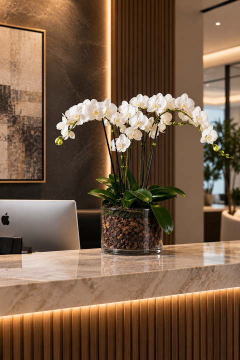 Luxurious Large White Potted Orchid in office setting on reception desk