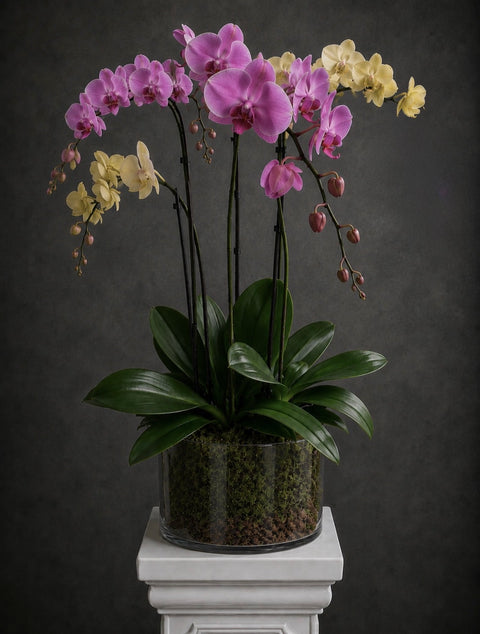 A potted orchid arrangement with purple and pale yellow flowers, green leaves, and a clear cylindrical planter filled with moss and small stones, displayed on a white pedestal against a dark gray background.