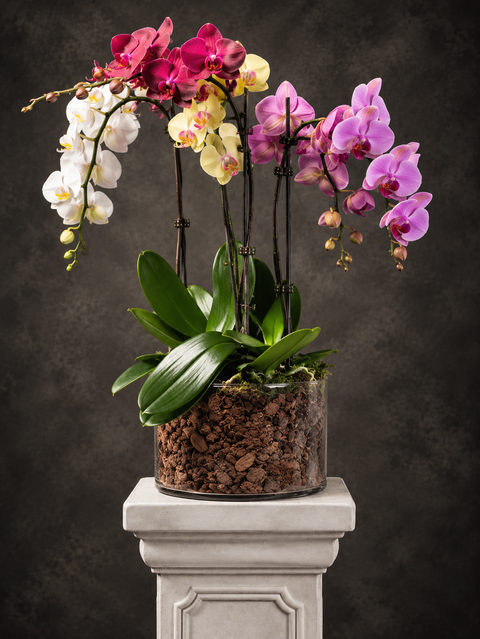Luxury Multicoloured phalaenopsis orchid Featuring pink, white, purple and yellow orchids