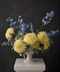 Luxury white chrysanthemum arrangement with blue delphinium and silvery foliage in a white ceramic pedestal vase against a dark background
