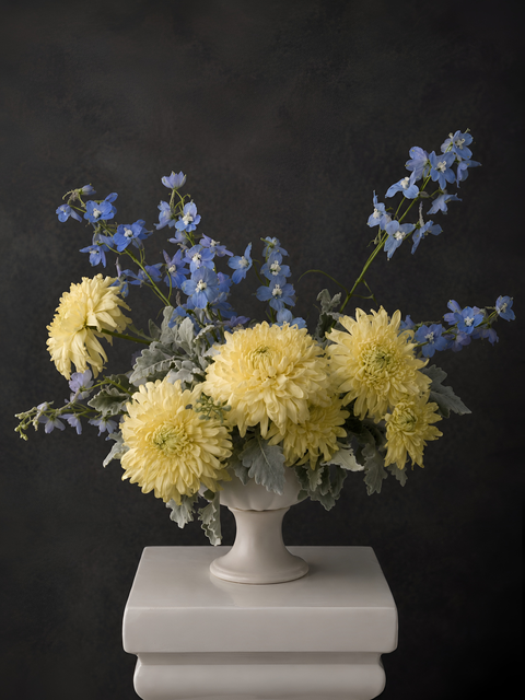 Luxury white chrysanthemum arrangement with blue delphinium and silvery foliage in a white ceramic pedestal vase against a dark background