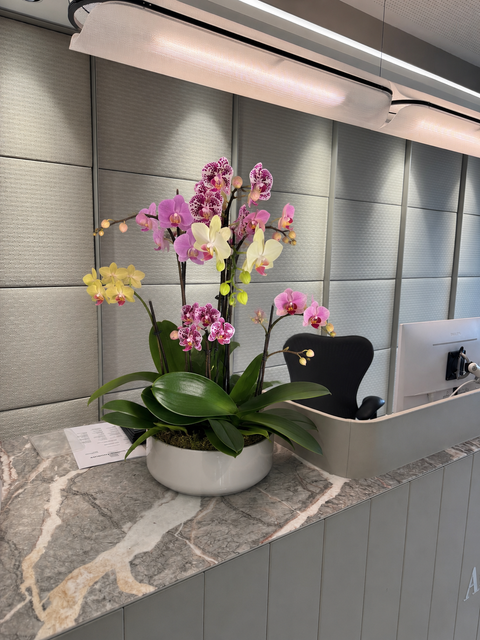 A potted living orchid arrangement with pink, purple, and yellow flowers in a white round pot, placed on a gray marble reception desk in a modern office lobby.