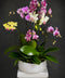 A potted arrangement of orchids with pink, purple, and yellow blossoms, green leaves, and a white ceramic pot on a white pedestal against a dark gray background.