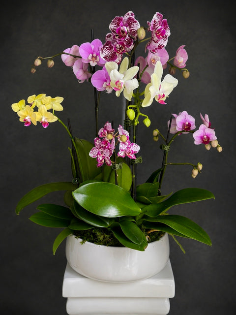 A potted arrangement of orchids with pink, purple, and yellow blossoms, green leaves, and a white ceramic pot on a white pedestal against a dark gray background.