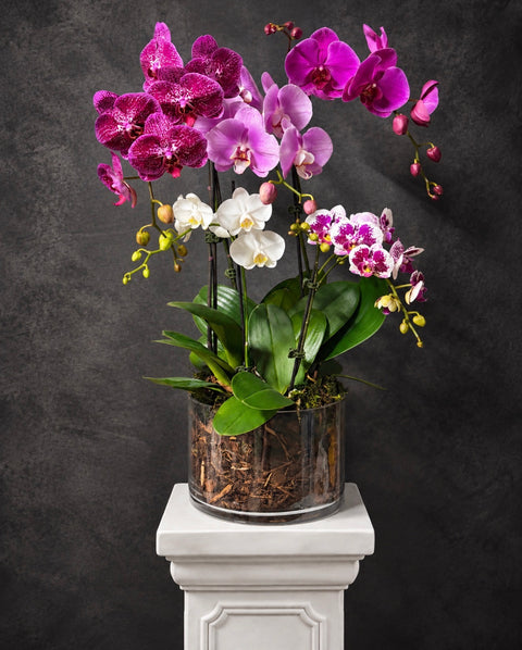 Multicoloured Luxury Potted  Phalaenopsis Orchid in pink, purple, fuschia and white