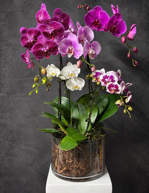 Pink, purple and white Luxury Phalaenopsis  potted orchid in glass bowl