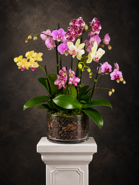 Multicolour live potted orchid arrangement  in glass bowl including yellow, pink, white and purple orchids 