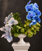 Luxury Orchid Arrangement featuring, green, bright blue and light blue white orchids in a white urn vase on a charcoal background