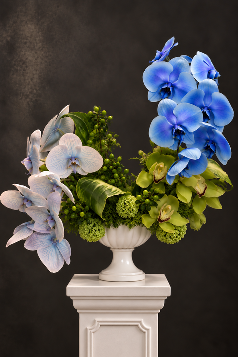 Luxury Orchid Arrangement featuring, green, bright blue and light blue white orchids in a white urn vase on a charcoal background