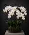 Luxury white Phalaenopsis orchid arrangement in glass bowl on dark charcoal background